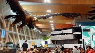 Wellington Airport Eagle Sculptures 2019 [upl. by Flanna]