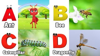 Insects ABC Song  Insects Alphabet Song  Phonics for Kids  Alphabet Letters [upl. by Claud596]