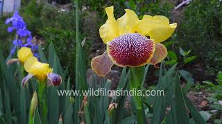 Bearded German rhizomatic Iris in multiple hues and Aquilegia at Jabbarkhet [upl. by Ayekan]