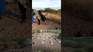 இரண்டு மணி நேர வேலை நிம்மதியான தூக்கம் 🌞🤓🤩  pastoralism  jallikattu  cowboys [upl. by Yelrak]