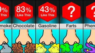 Comparison Favorite Smells [upl. by Eerolam]