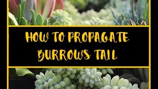 How To Propagate  Burros Tail Succulent [upl. by Helga]