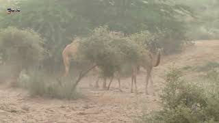 camel are walking in morning wildanimal wildlife tharwildlife [upl. by Iiette]