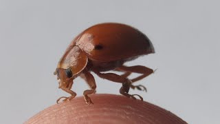 A large Ladybird beetle  Coccinellidae [upl. by Missi27]