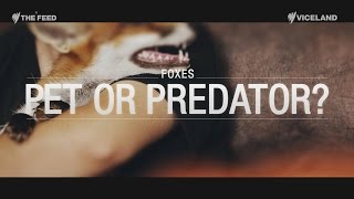 Foxes Pet or Predator  The Feed [upl. by Rodolph]