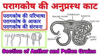 Structure of Anther  anther  Structure of Anther and Pollen grains  परागकोष  परागकोष की संरचना [upl. by Ellitnahc716]