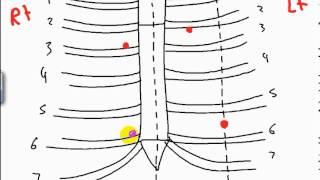 surface anatomy of heart DR SAMEH GHAZY [upl. by Anyalram]