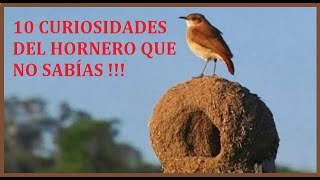 10 Curiosidades Del Hornero Que No Sabías [upl. by Rogerson713]