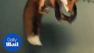 Adorable fox jumps for joy thinking white sheet is snow  Daily Mail [upl. by Krm]