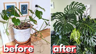 This is a better way to propagate your Monstera [upl. by Dietz]