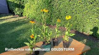 Stauden Pflanzenvermehrung gelber Sonnenhut Rudbeckia Jungpflanzen [upl. by Heddy901]