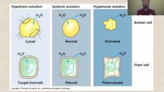 Types of Solutions [upl. by Ariaic360]