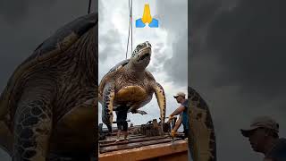 The Amazing Biggest tortoise shifting to vehicle  viral ytshorts trening😎🤨 [upl. by Venice650]