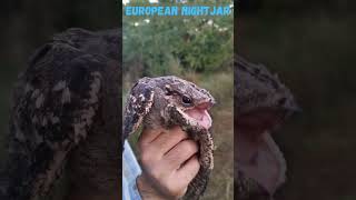 SCARY BIRD 🐦 European nightjar shorts [upl. by Danczyk]