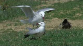 Goéland dAudouin Larus audouinii [upl. by Otanutrof]