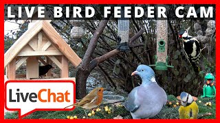 🔴247 LIVE Bird Feeder Cam  Birdwatching  Bird Squirrel Moorhen Duck Nature  FLUSSCAM BUXTEHUDE [upl. by Sevy]