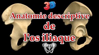 Description anatomique de los iliaque 3D  repères et insertions musculaires [upl. by Novhaj438]