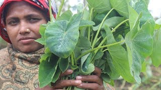 Village Food Farm Fresh Taro Leaf Recipe Village Style Delicious Fresh Kochu Shak amp Hilsa Cooking [upl. by Neiviv]