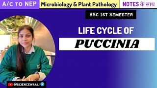 Puccinia graminis  Life cycle of puccinia graminis  Bsc1styear sciencewaali [upl. by Gillespie]