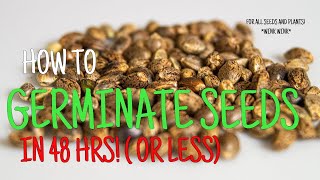 HOW TO GERMINATE SEEDS IN 48 HOURS OR LESS [upl. by Cass718]