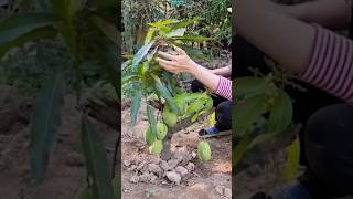 New technique of growing mango plant mangografting mango farming garden viral shorts [upl. by Ahsimin138]