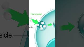 Endozytose amp Exozytose einfach erklärt biologie [upl. by Aihsit]