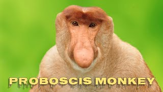 Proboscis monkey sounds [upl. by Eesak742]