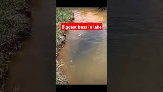 Biggest bass in lake🤣 keşfet bassfishing fishing [upl. by Alyda]