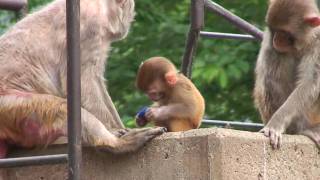 Rhesus Monkey baby HD [upl. by Hteboj]