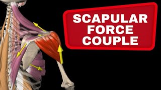 Scapular Force Couple  Muscle collaboration in the shoulder [upl. by Amelina187]