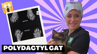 Veterinarian describes polydactyl cat xrays [upl. by Yelime824]