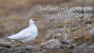 Svalbard rock ptarmigan Spitsbergen [upl. by Lavud]