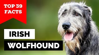 99 of Irish Wolfhound Owners Dont Know This [upl. by Euqinue]