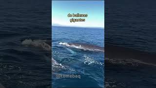 Los cetaceos gigantes ballenas ballenasgigantes mares [upl. by Tolliver]