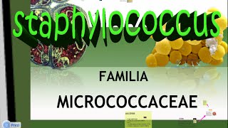 Microbiología Micrococcaceae Staphylococcus aureus [upl. by Downall]