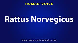 How To Pronounce Rattus Norvegicus [upl. by Atwekk]