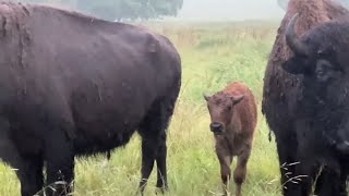 Bison React To Thunderstorm [upl. by Noakes481]