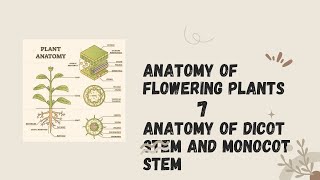 Anatomy of flowering plants Chapter 6 Anatomy of dicot stem and monocot stem [upl. by Dorcus999]