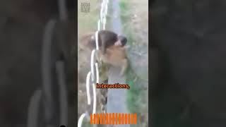 Unlikely Best Friends Baby Monkey Rides Wild Boar 🐒🐗❤️ animals wildlife shorts nature [upl. by Armalda]