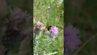 Busy Bufftailed Bumblebee worker foraging on a thistle [upl. by Ediva722]