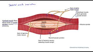 Skeletal muscle innervation [upl. by Donielle263]