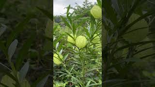 Hairy balls or Balloon plant  Gomphocarpus milkweed philippines [upl. by Ardisi]