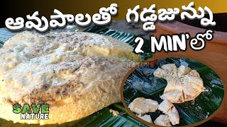 సూపర్ టేస్టీ ఆవుపాల జున్ను  Delicious Junnu with Cow Milk  savenature [upl. by Alyad]