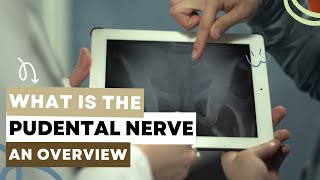 What is the Pudendal Nerve [upl. by Diarmuid]