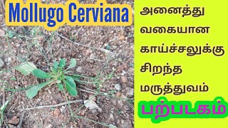 பற்பாடகம் என்ற மூலிகையின் மருத்துவம் NATURALSCIENCETAMIL  PARPADAGAM  Moolugo Cerviana [upl. by Poulter]