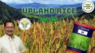 Part2 Irrigated Upland Rice Farming in the Philippines  fertigation technology  Happy Farmer [upl. by Valleau]