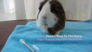 How to Apply Revolution  Topical Guinea Pig Mite Treatment [upl. by Atsyrc414]