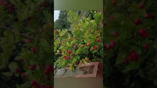 বাহিরে জমির প্রচুর দাম viralvideo flowers funny comedy [upl. by Lemrahc]