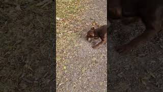 Patterdale terrier hunting rat [upl. by Tudela]