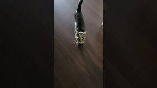 Arnold politely greets me 😻 cat kitten cute [upl. by Enwad]